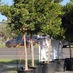 Japanese Blueberry Trees 30gallon 