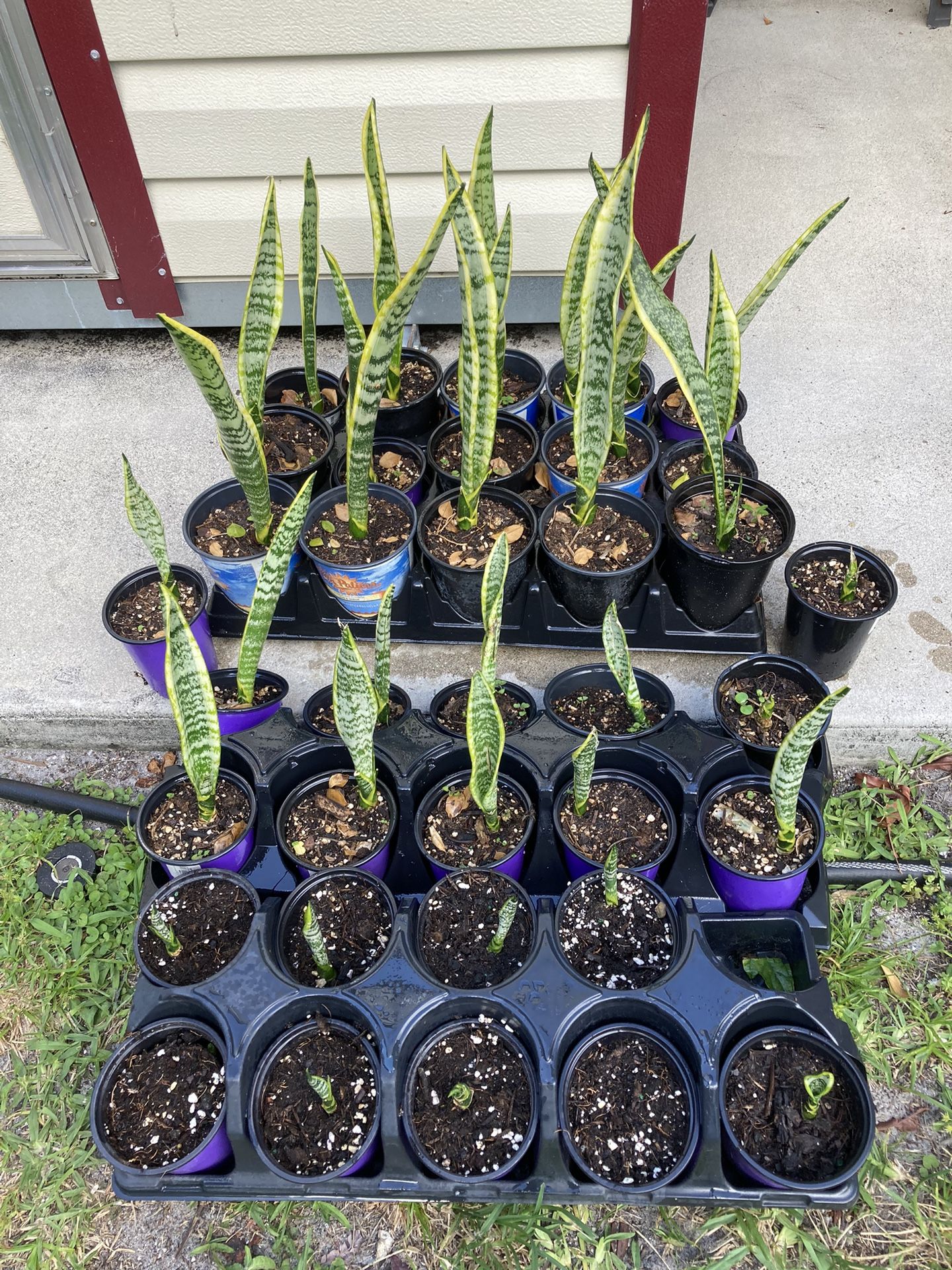 *$1 to $5* Laurentii Snake Plants | Air Purifying Plant | Sansevieria