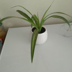 Spider Plant 