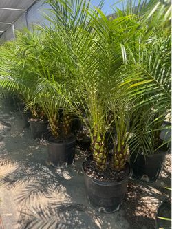 Xl Large Pygmy palms 5-6ft tall