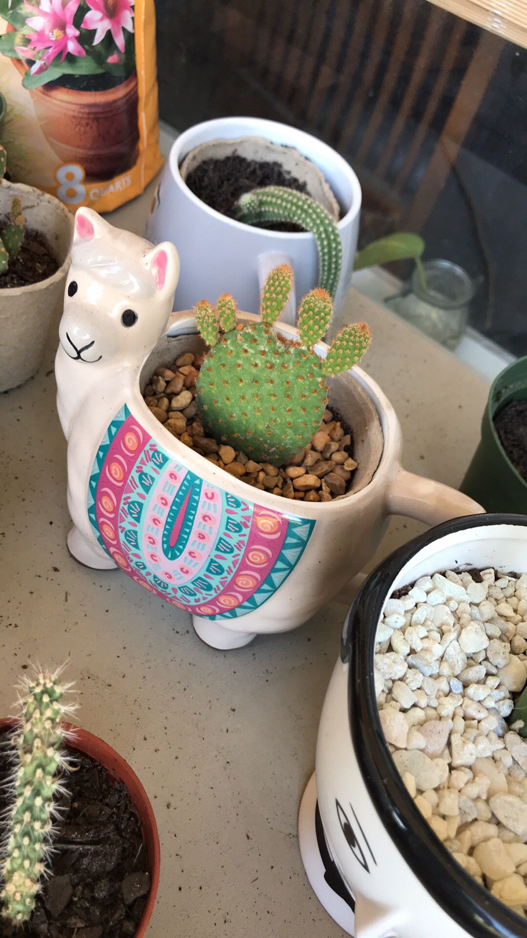 Plants - Cactus