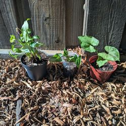 Syngonium Plant Bundle 