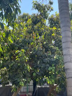 Fresh avocados