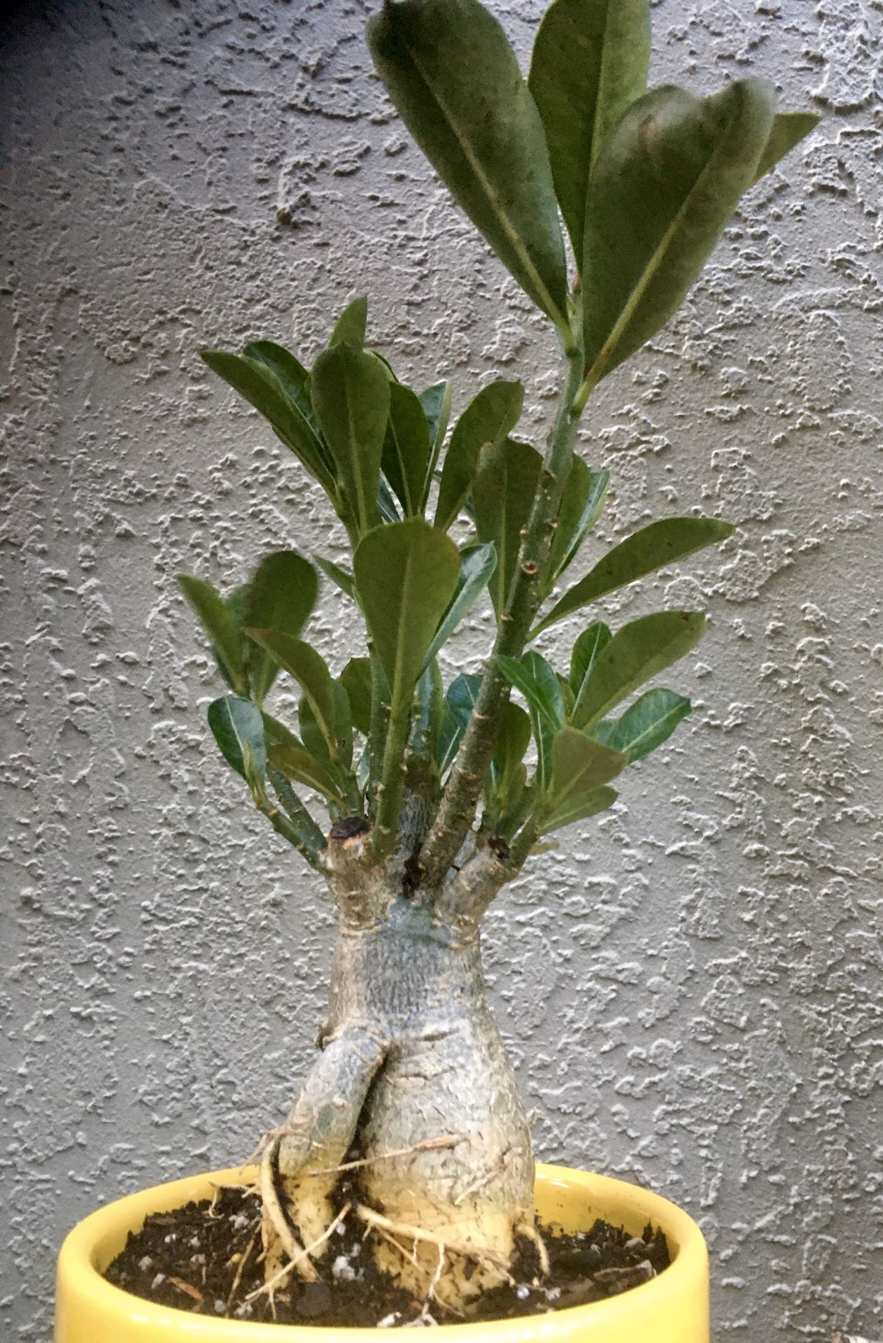 Desert Rose in Yellow Ceramic Pot