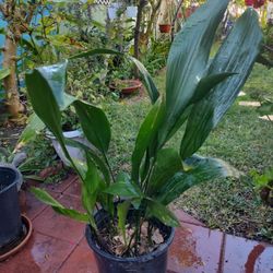 Pilistra Plants