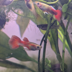 Aquarium Plants & More