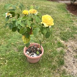 Yellow Rose