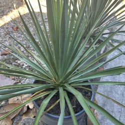 Yuca R Blue Sentry Plants 