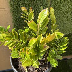 Indoor Plant 5 Dollars 