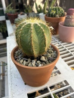 Large Balloon Cactus Plant 