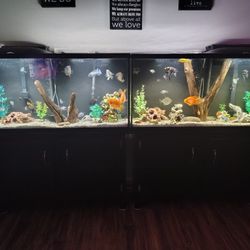 Fish Tanks / Aquariums