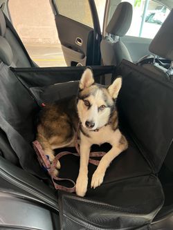 Dog Car Seat