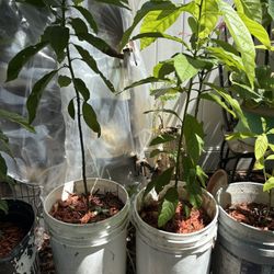 Avocado  Tree 4 Feet 