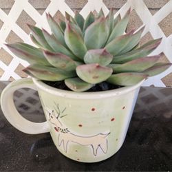 Succulents  
