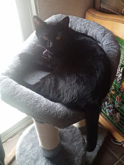 Willows kitty items for sale
