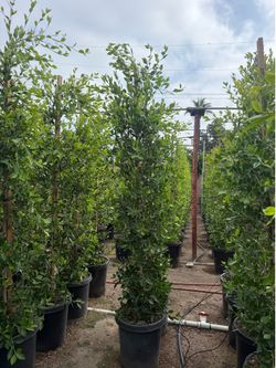 Ficus Nitida Indian Laurel hedge