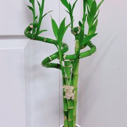 🎋Lucky Bamboo Plants🎋Ceramic Pot - 27” Tall