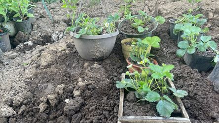 Strawberry 🍓 plant for sale