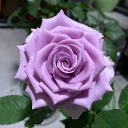 Rare European, Japan rose plants , Nightingale  Two years in one gallon pot Own root  Well rooted  Pick up only