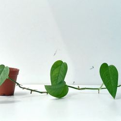 Rare lush Trailing cebu blue Pothos Plant/ Money Plant/House Plant/ Indoor Plant Flower Patio Garden Blue Pothos 