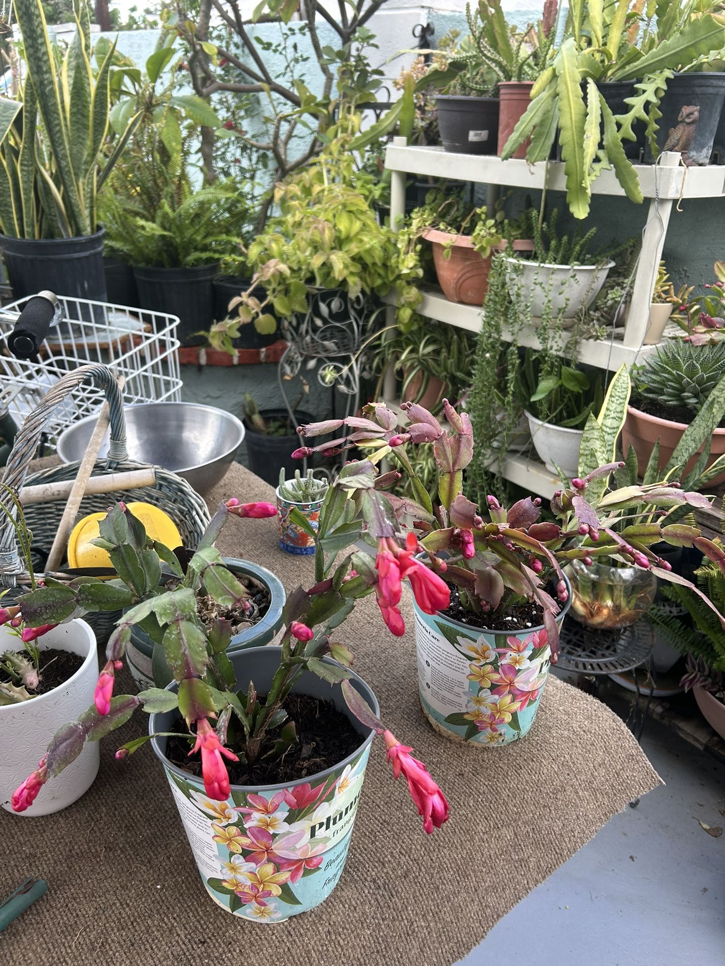 Una Planta Con Flores