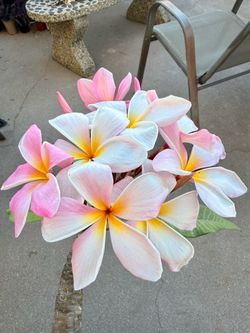 Big Beautiful Pink and White Plumeria