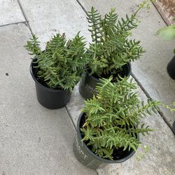 Crassula Succulent Plant 