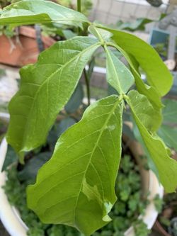 Pepeto Tree