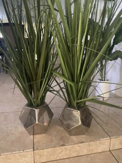 2 Decorative Plants