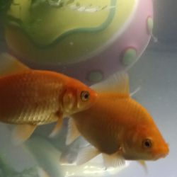 Goldfish For A Pond