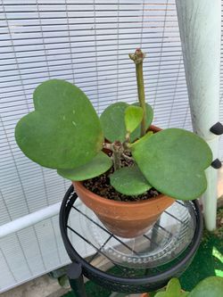 Hoya kerrii