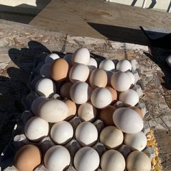 huevos de gallo y gallina orgánicos 50 se tabovos cada uno