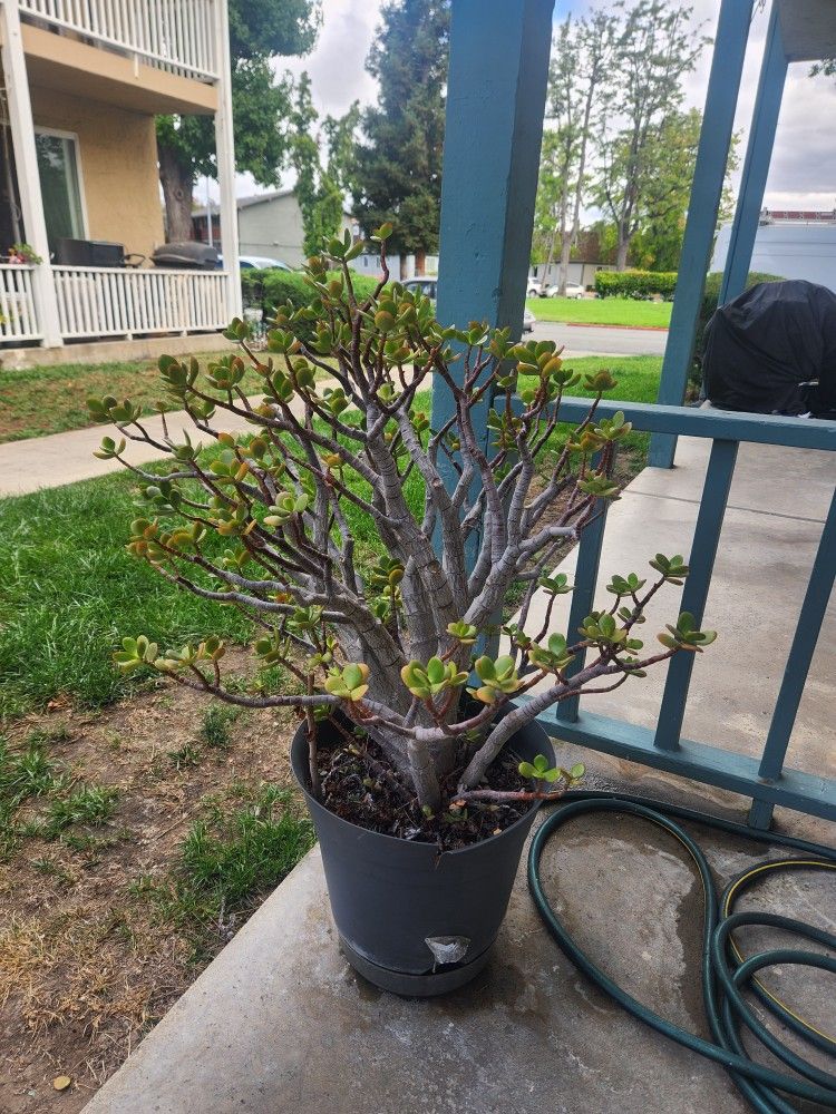 Succulent Crassula Ovata Know As Jade Plant