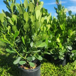 Beautiful Clusias Plants For Inmediate Privacy!!! About 4 Feet Tall Measurements Over The Pot!!! Fertilized 