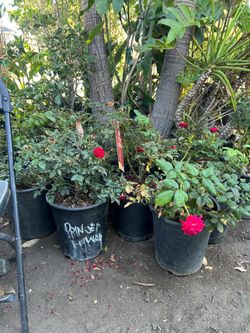 Ross bushes