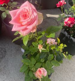 Roses