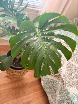 Large Fenestrated Monstera Plant