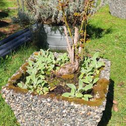 Nice Heavy Aggregate Square Planter With A Rose Bush And Lambs Ear Plants 