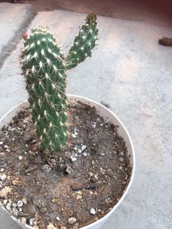 Cactus