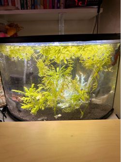 6 Gallon Corner Tank Aquarium Starter Kit