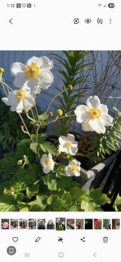Honorine Jobert Anemone.