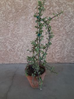 Plant