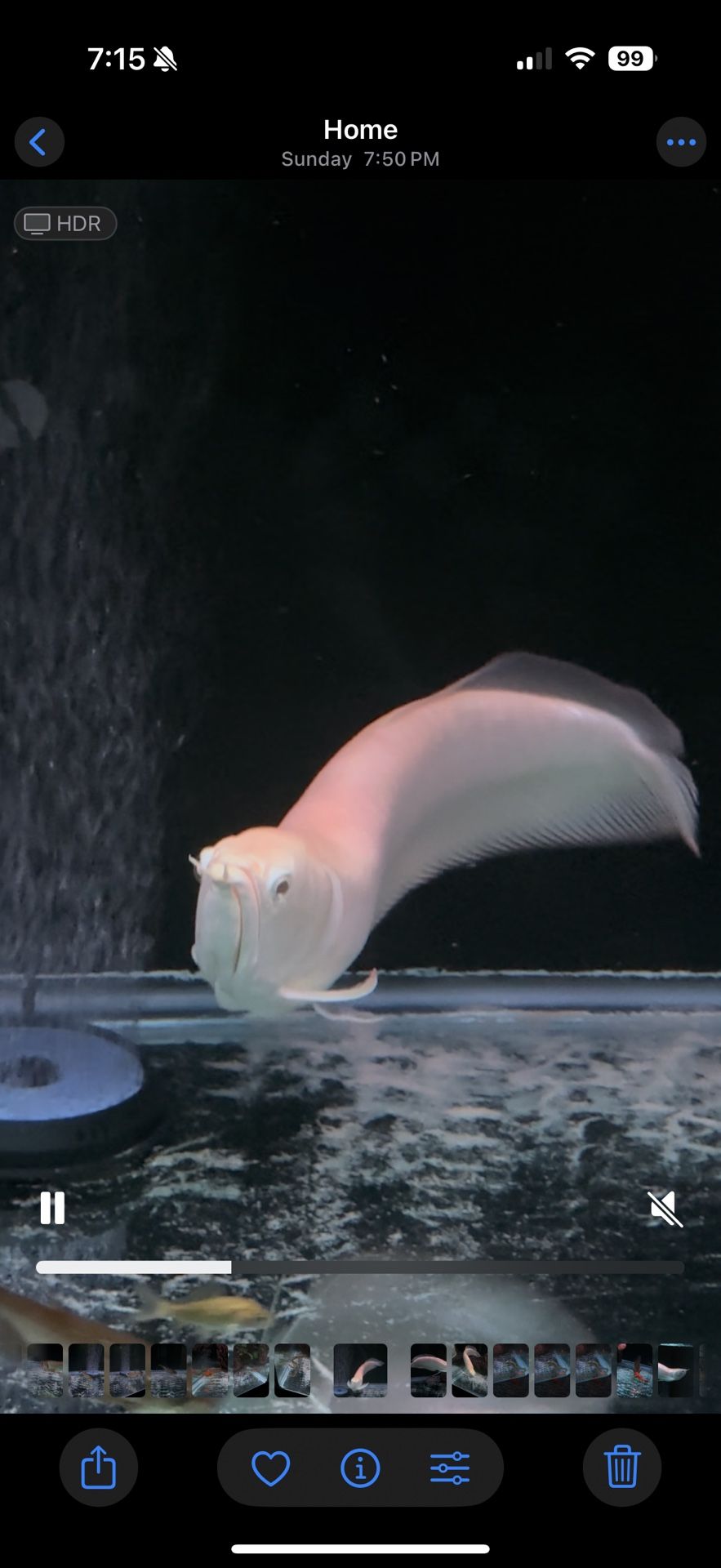 Fish tank decoration