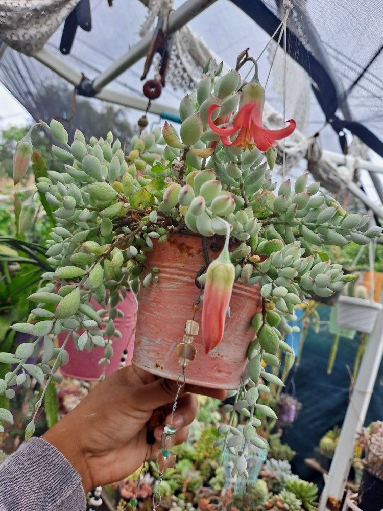 Succulent Cotyledon Pendens