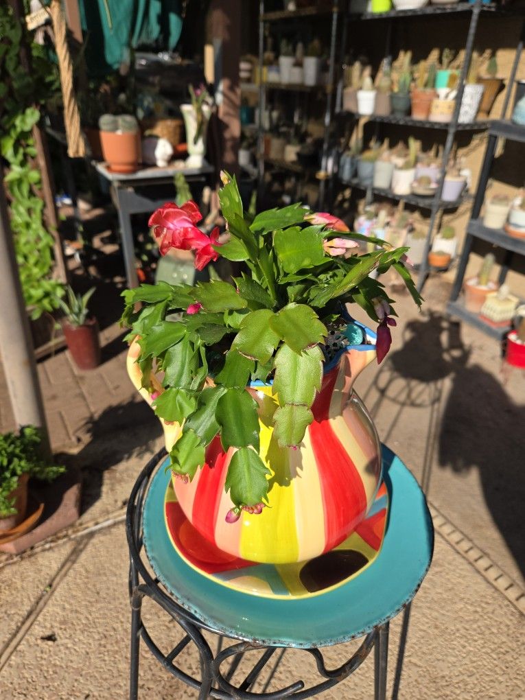 Blooming Christmas Cactus In 8in Ceramic Pot With Drainage And Plate♡