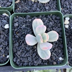 Cotyledon Obituaries Variegated Imported Korea 