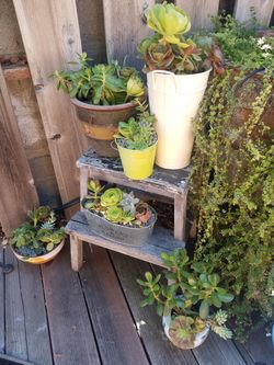 Variety of succulent arrangements
