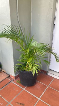Plant 🪴