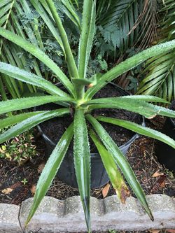 Large agave cactus plants