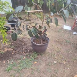 Es Una Planta Se llama Ule